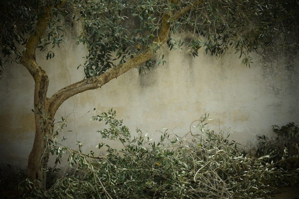 Foto de un árbol y ramas de poda